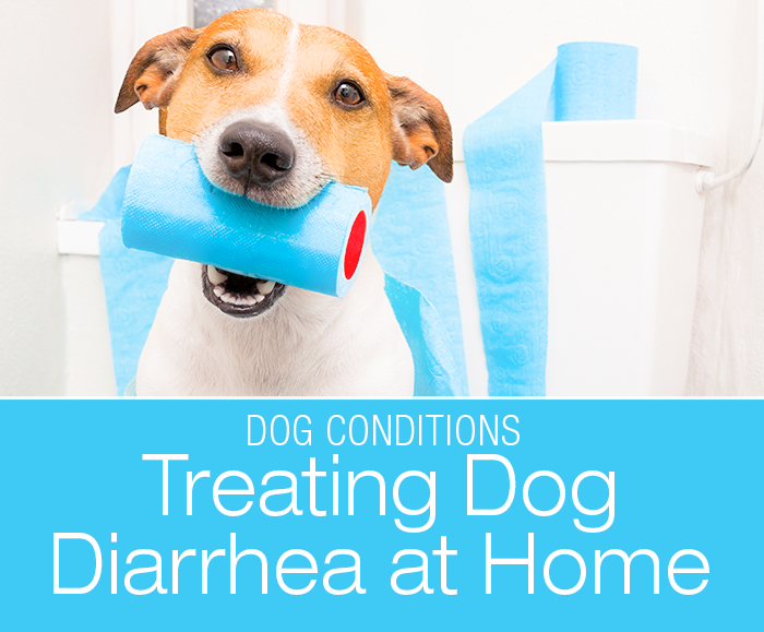 Treating Dog Diarrhea at Home: How Can You Fix Your Dog's Runny Poop?