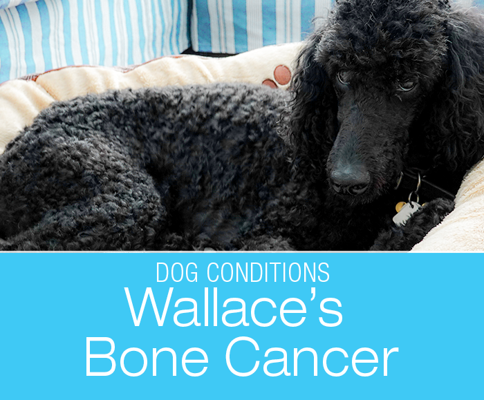 Bone Cancer in a Dog: Wallace's Osteosarcoma