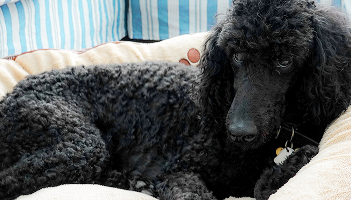Bone Cancer in a Dog: Wallace's Osteosarcoma