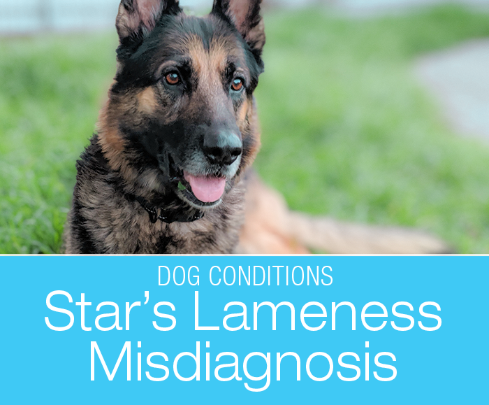 Dog Lameness Misdiagnosis: Did Star Tear Her Cruciate Ligament?