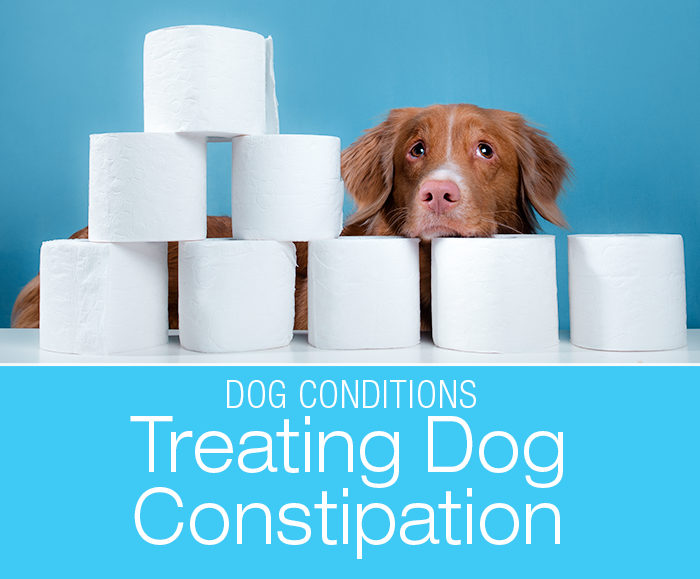 Treating Dog Constipation at Home: Can You Help Your Constipated Dog?