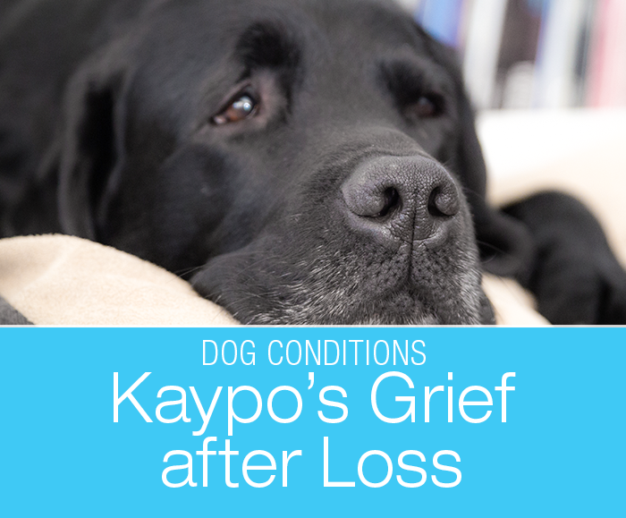 Do Dogs Grieve: Kaypo's Mourning The Loss of Her Mother
