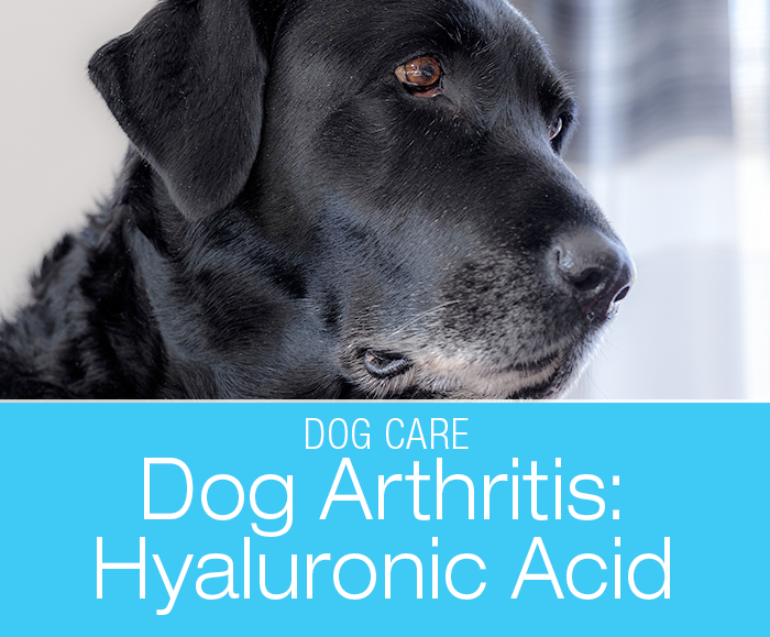 Hyaluronic Acid for Dog Arthritis: Why I Give My Dog Hyaluronic Acid