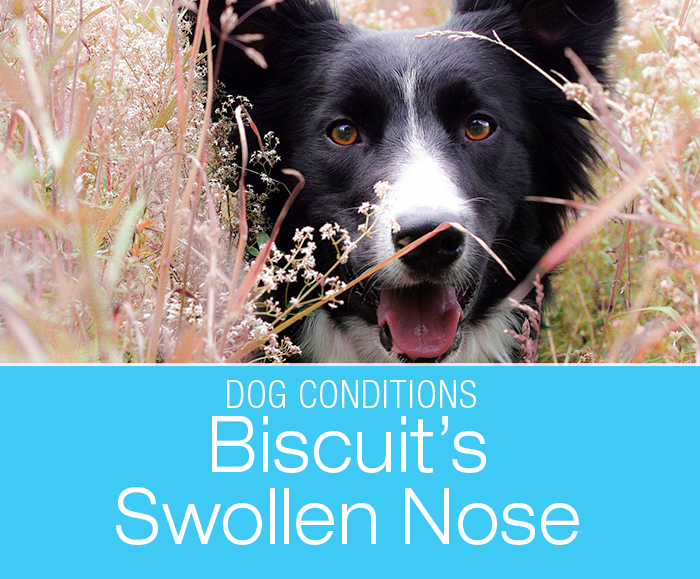 Chronic Nasal Swelling in a Dog: Diagnosing Biscuit's Swollen Nose