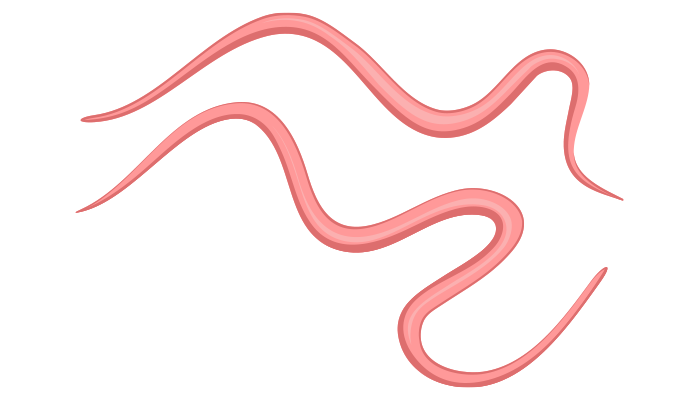 Drug-Resistant Canine Hookworms: Superworms not Responding to Treatment?