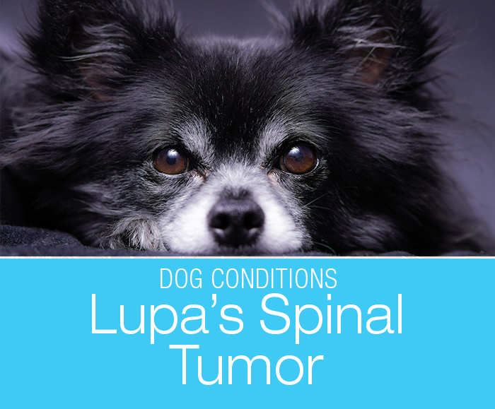 Spinal Tumor in a Dog: Lupa Cannot Walk