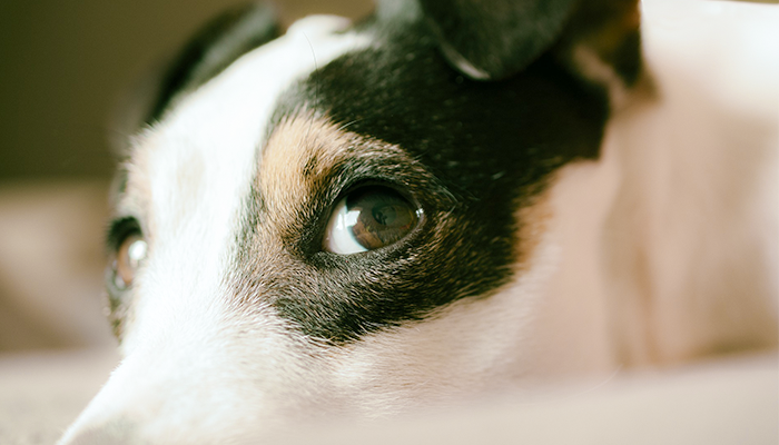 Smelly Diarrhea in Dogs: Max's Stinky Runny Poop