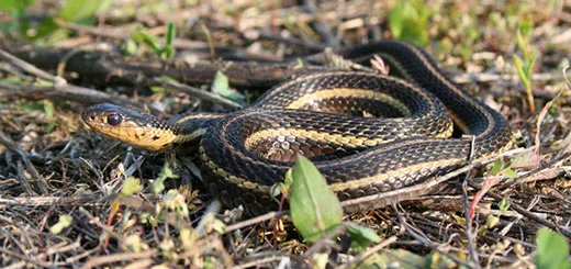 Summer Dangers to Dogs: Butler's Gartersnake
