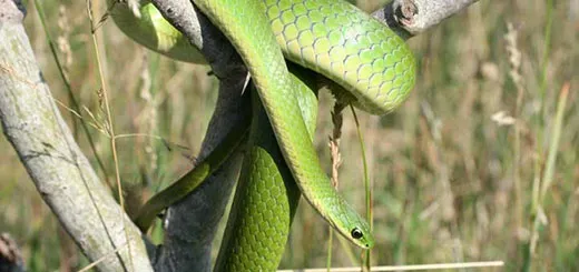 Summer Dangers to Dogs: Smooth Greensnake