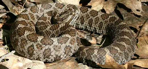 Summer Dangers to Dogs: Massasauga Rattle Snake