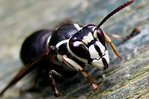 Summer Dangers to Dogs: Bald-faced hornet