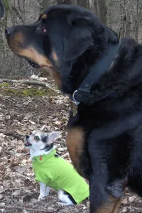 Fatty Tumors in Dogs: Bruin's Lipoma