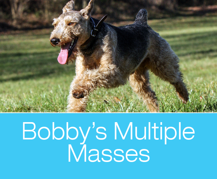 Multiple masses in a dog