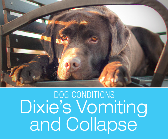 Vomiting and Collapse in a Dog: Sickly Dixie Collapses in the Exam Room