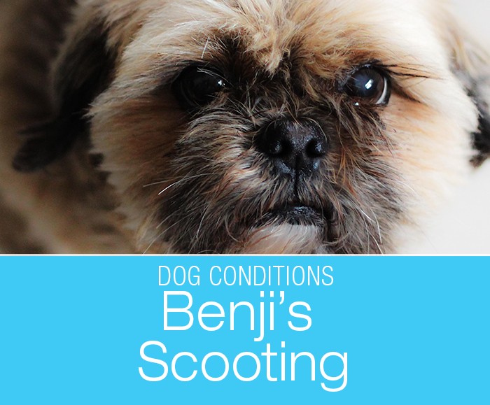 Dog Scooting: Why Was Benji Dragging His Bum along the Ground?