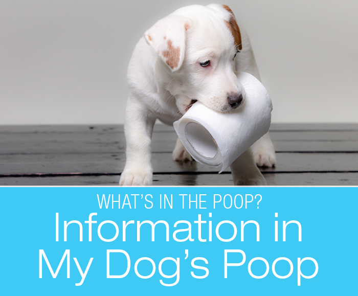 Diarrhea/Runny Stools in Dogs: Information in My Dog's Poop