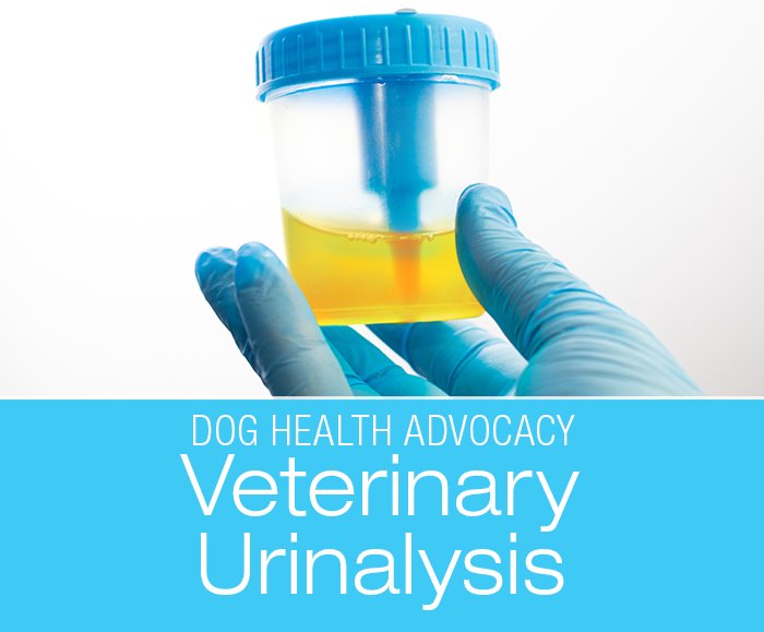 Stinky Urine in Dogs: Urinalysis
