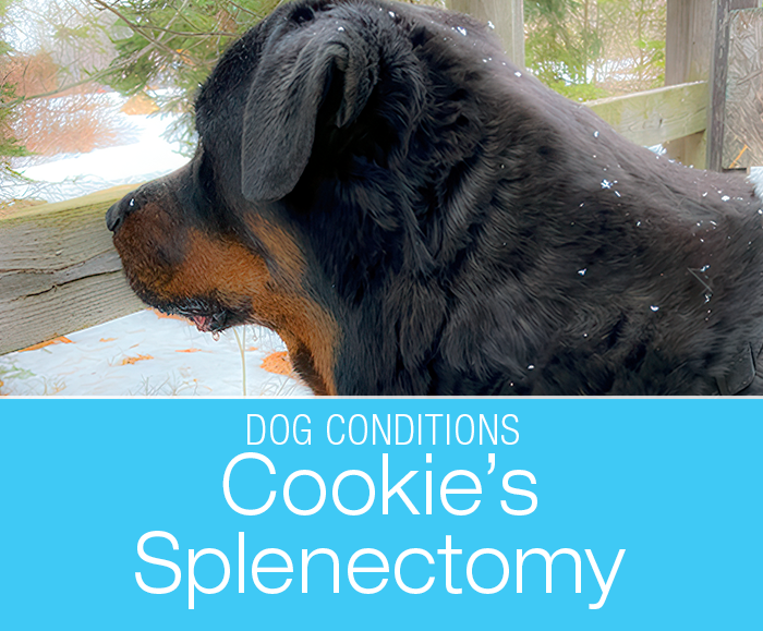 Dog Splenic Tumors: From a Broken Toenail to Splenectomy. Splenic tumors in dogs are not always malignant.