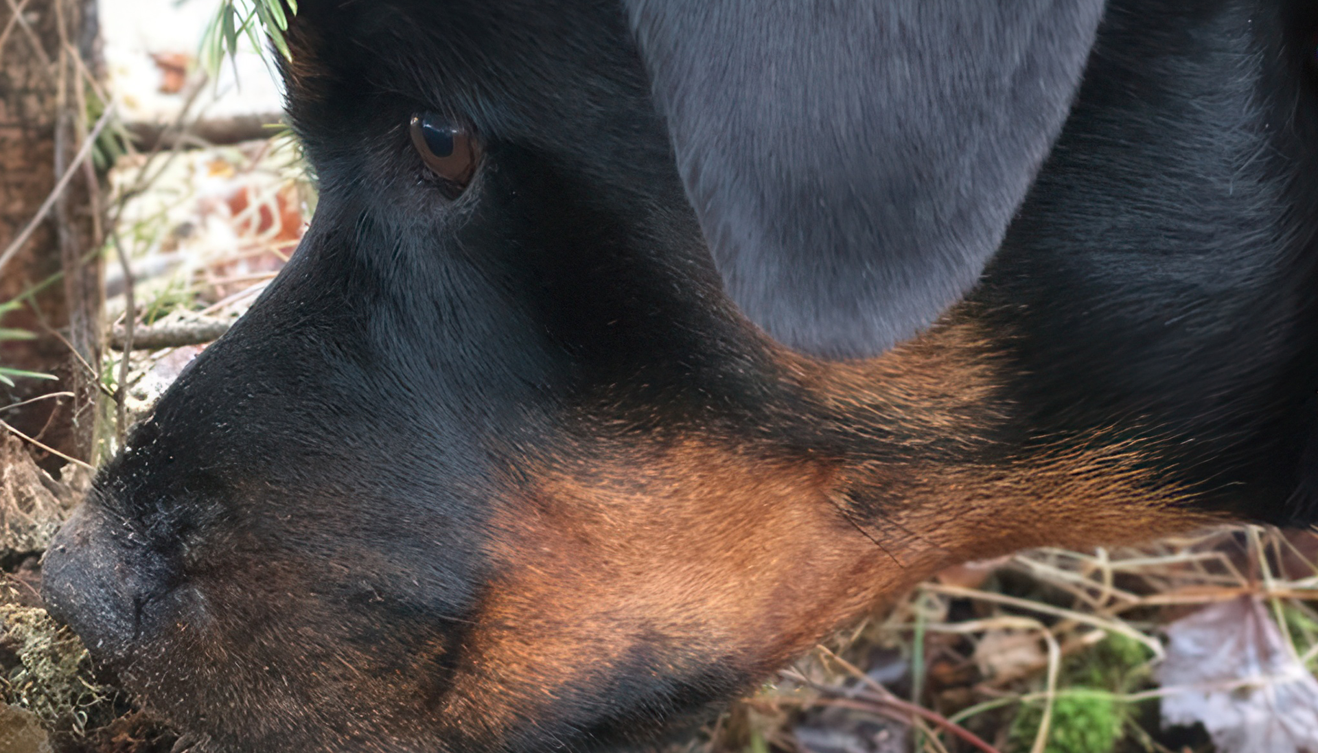Photo of a Rottweiler sniffing under a tree