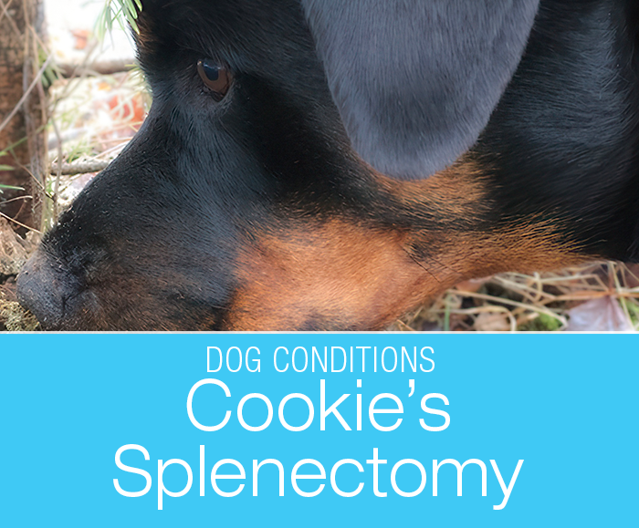 Dog Splenic Tumors: From a Broken Toenail to Splenectomy. Splenic tumors in dogs are not always malignant.