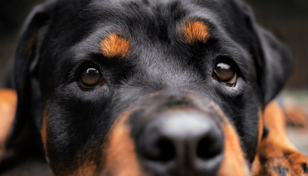 Rottweiler Anesthesia Sensitivity: Navigating Sedation and Medication Challenges