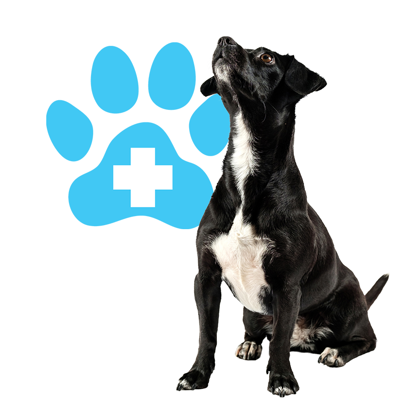 Is This an Emergency? Dog Symptom Checker