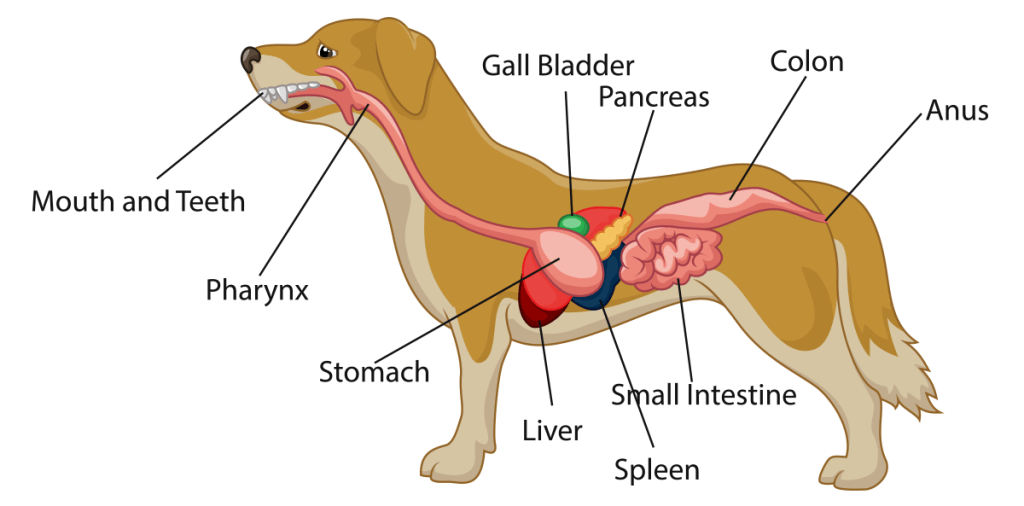 Dog Digestive System Schematic