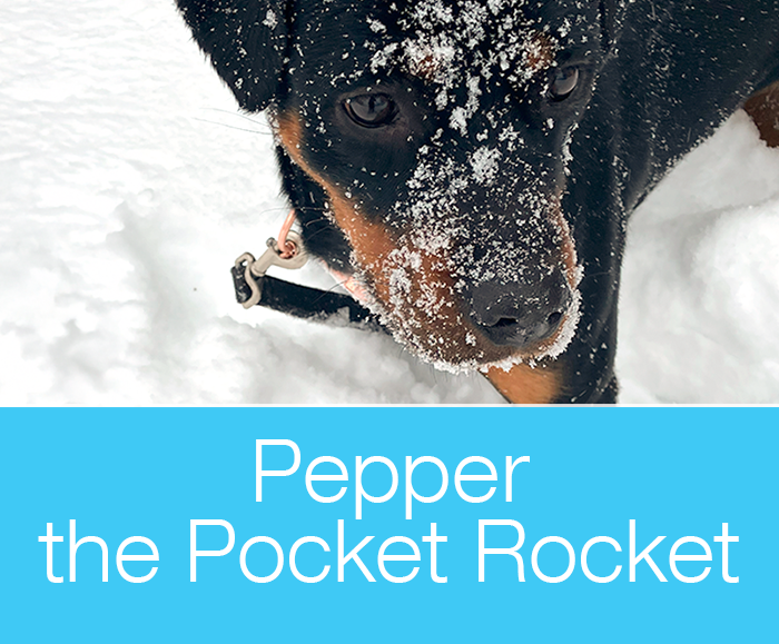 Why Trim Dog Nails: Our New Adoptee