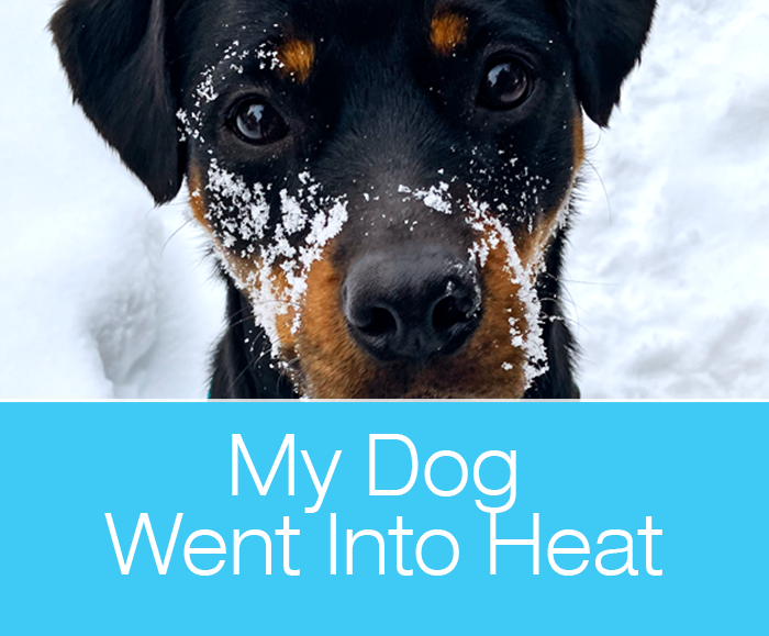 My Dog Is in Heat: What I Needed to Learn