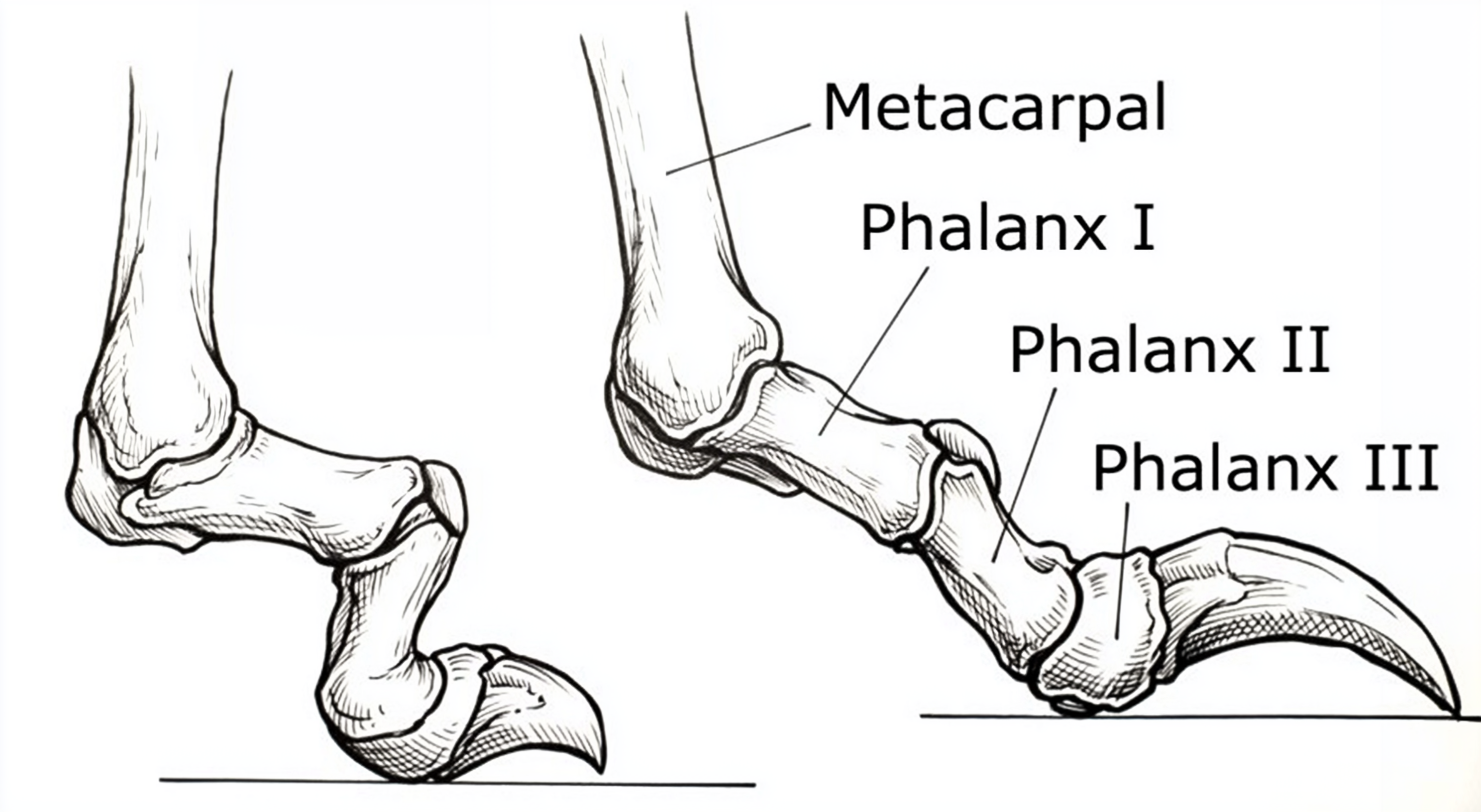Why Trim Dog Nails: Toe Alignment